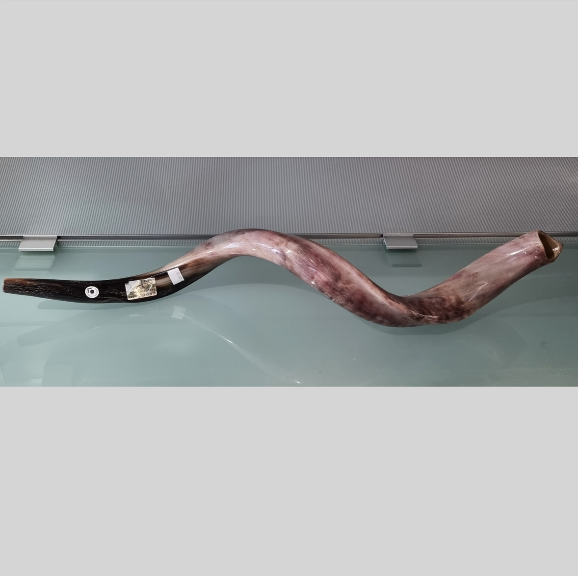 Yemenite Shofar - Antelope (Large)