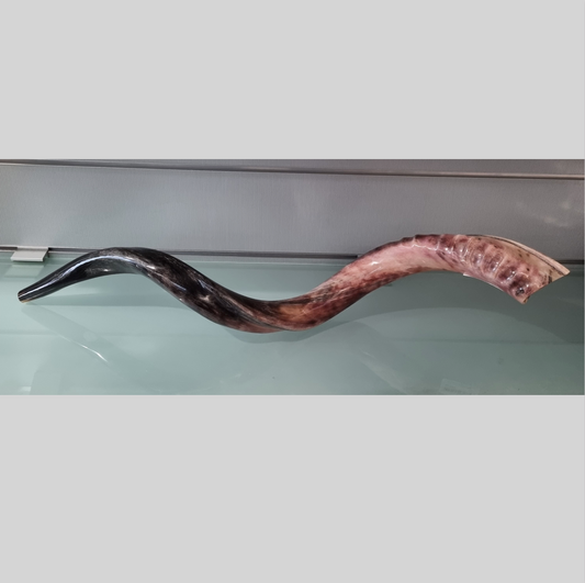 Yemenite Shofar - Antelope (X-Large)
