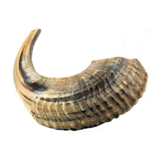 Shofar - Size D2