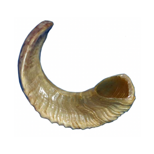 Shofar - Size C4